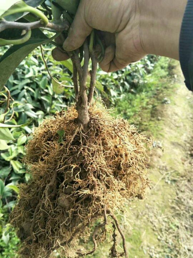 布福娜树苗20~30cm
