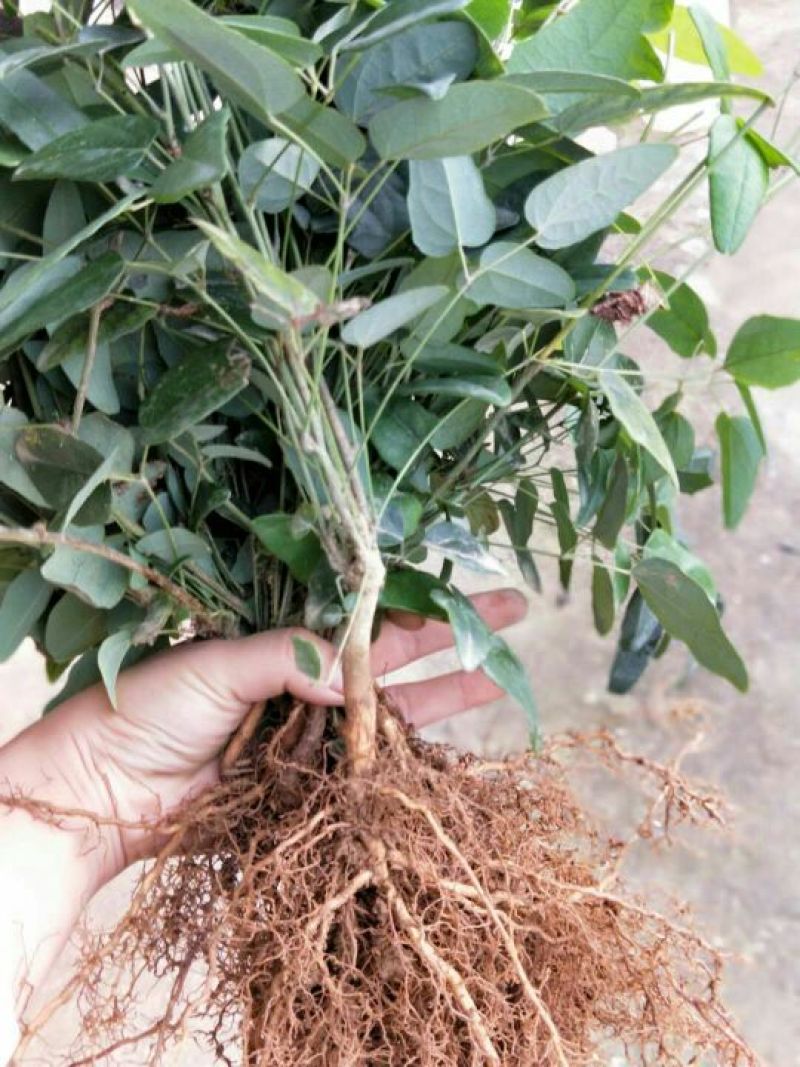 布福娜树苗20~30cm