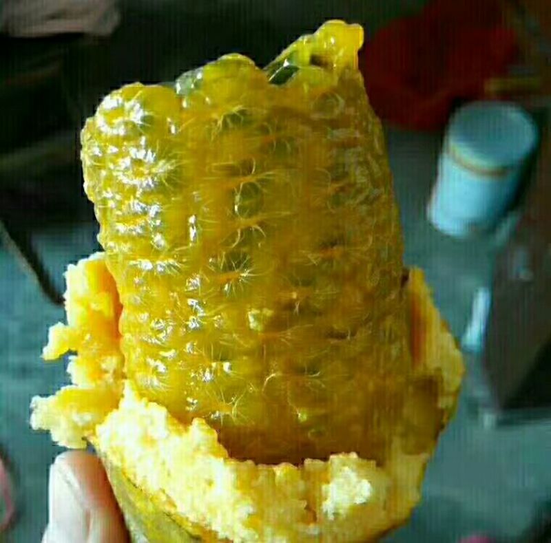 布福娜树苗20~30cm