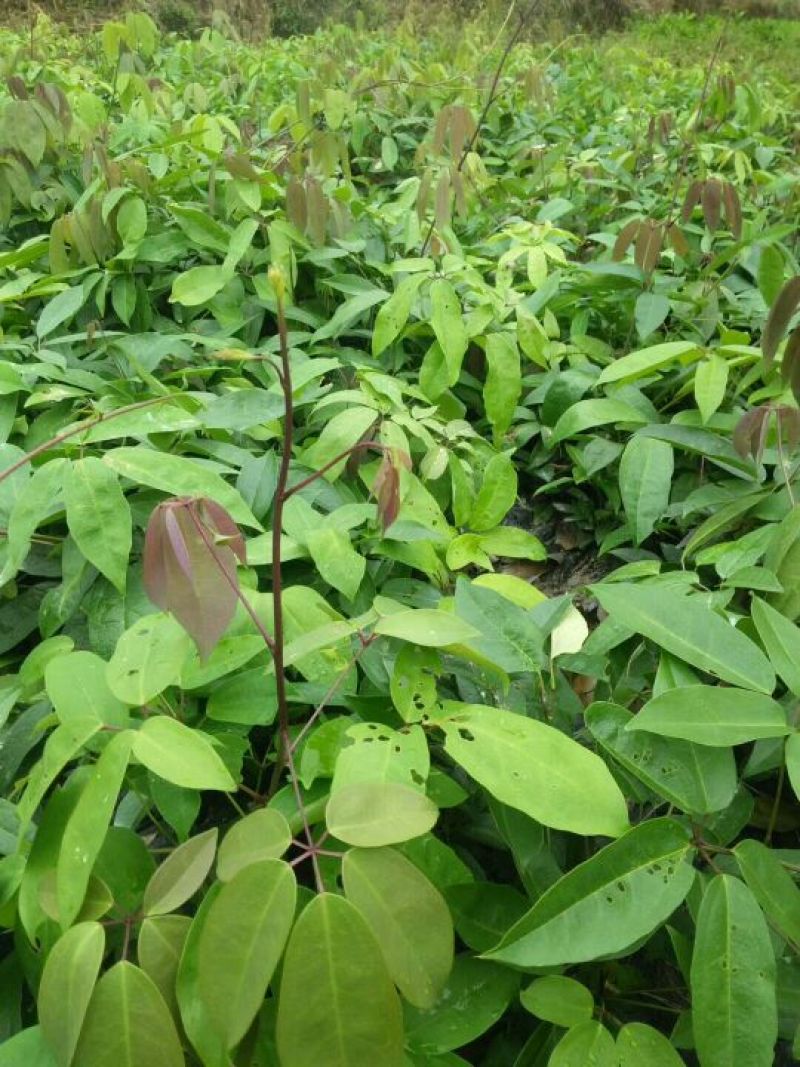 布福娜树苗20~30cm