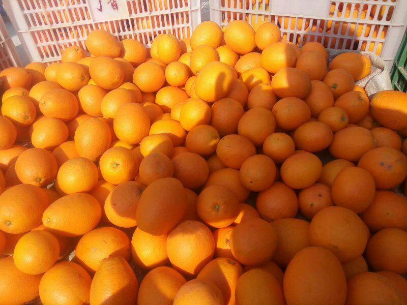 秭归锦橙💁产地直销🔥，果园看货订货，诚信代