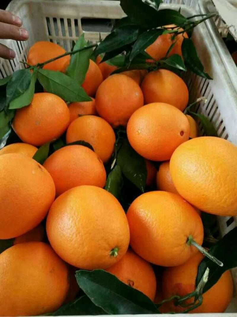 长虹脐橙，果园直发，一手货源，全国发货保质保量，欢迎来电