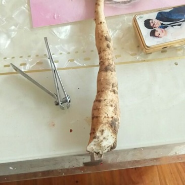 瓜篓苗地栽苗4号瓜篓