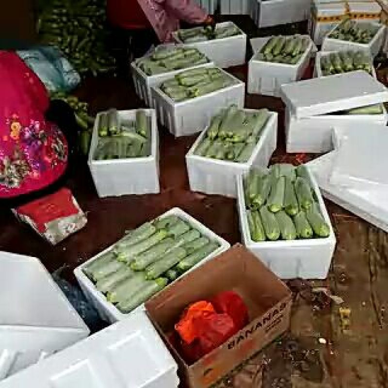 大量优质绿皮西葫芦0.6斤以上发往全国各地。