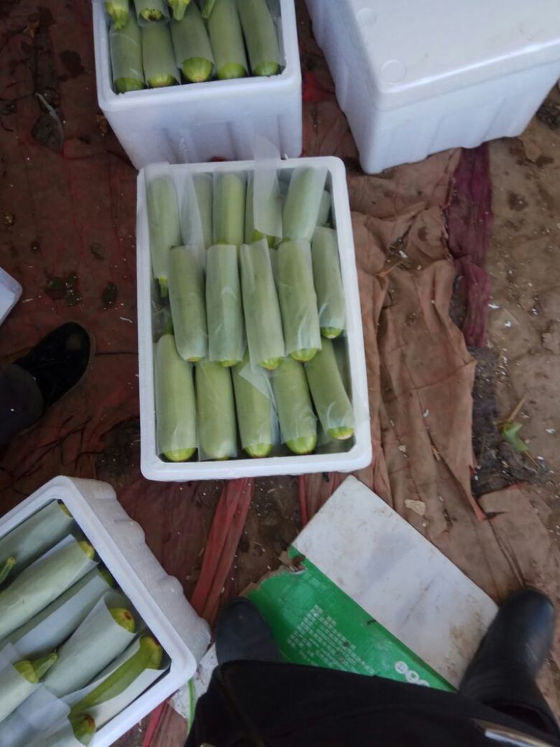 大量优质绿皮西葫芦0.6斤以上发往全国各地。