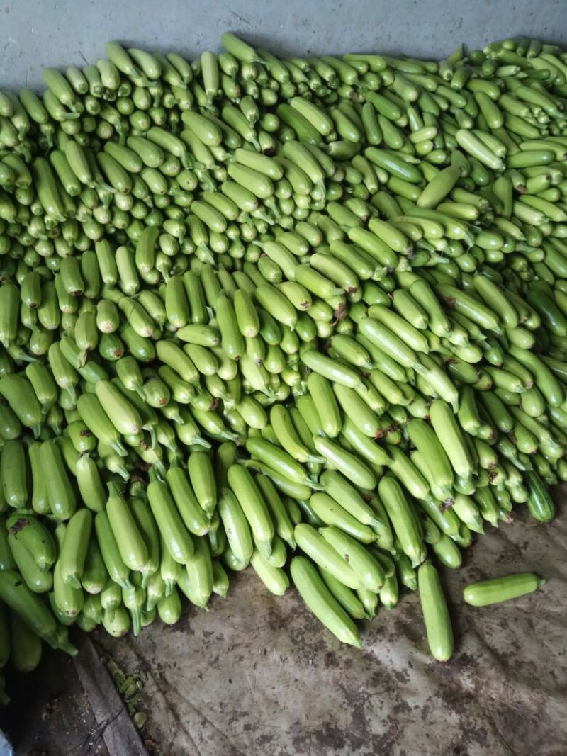 大量优质绿皮西葫芦0.6斤以上发往全国各地。