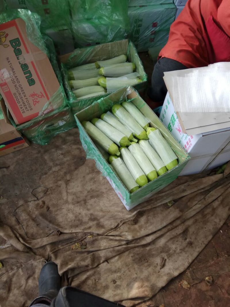 大量优质绿皮西葫芦0.6斤以上发往全国各地。