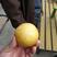 黄金梨树苗100~150cm0.8~3cm
