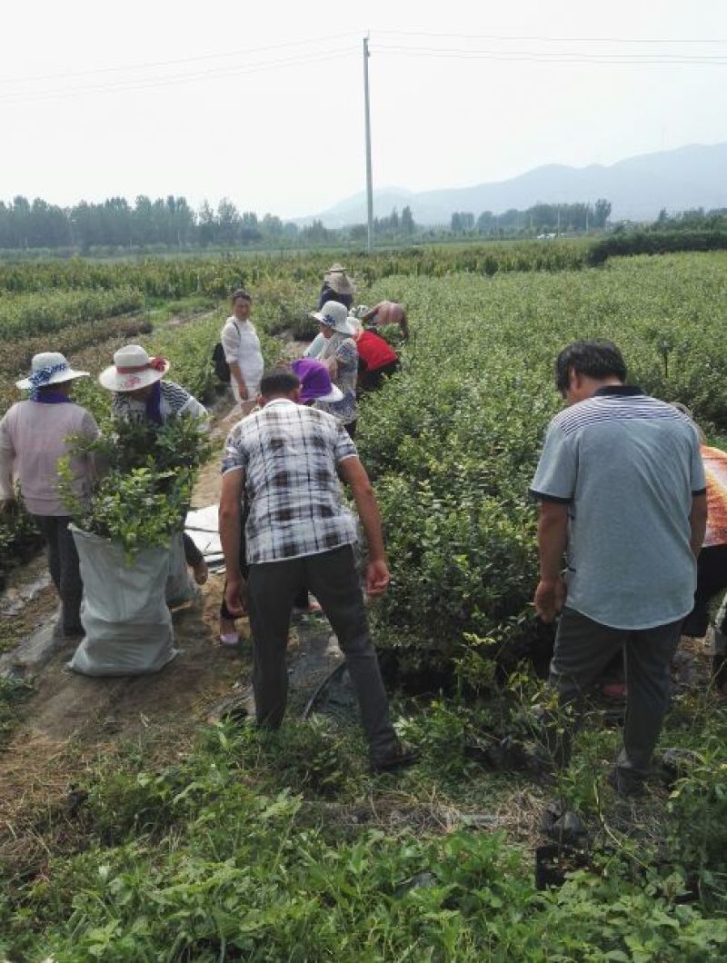 蓝莓苗0.5~1年10cm以下优瑞卡蓝莓苗