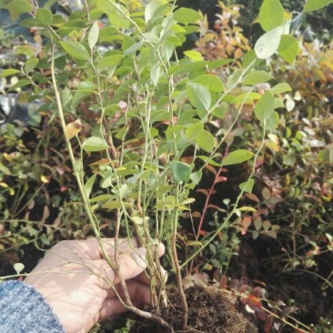 蓝莓苗0.5~1年10cm以下优瑞卡蓝莓苗