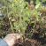 蓝莓苗0.5~1年10cm以下优瑞卡蓝莓苗