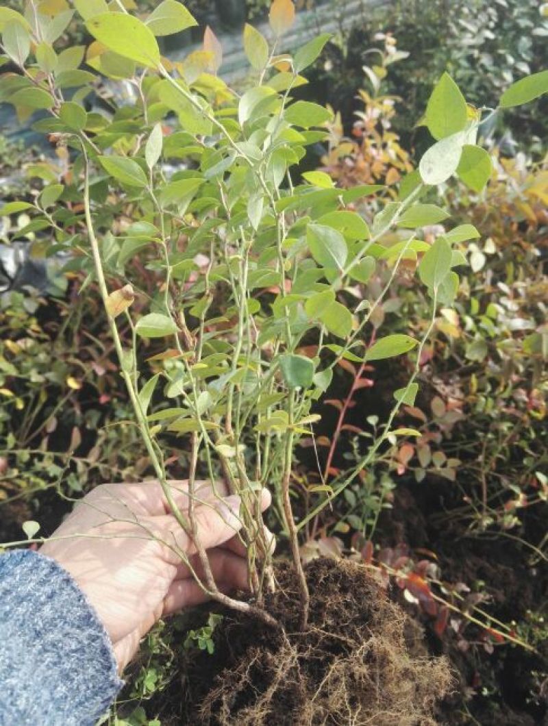 蓝莓苗0.5~1年10cm以下优瑞卡蓝莓苗