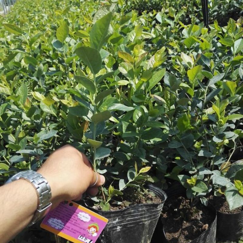 蓝莓苗0.5~1年10cm以下优瑞卡蓝莓苗