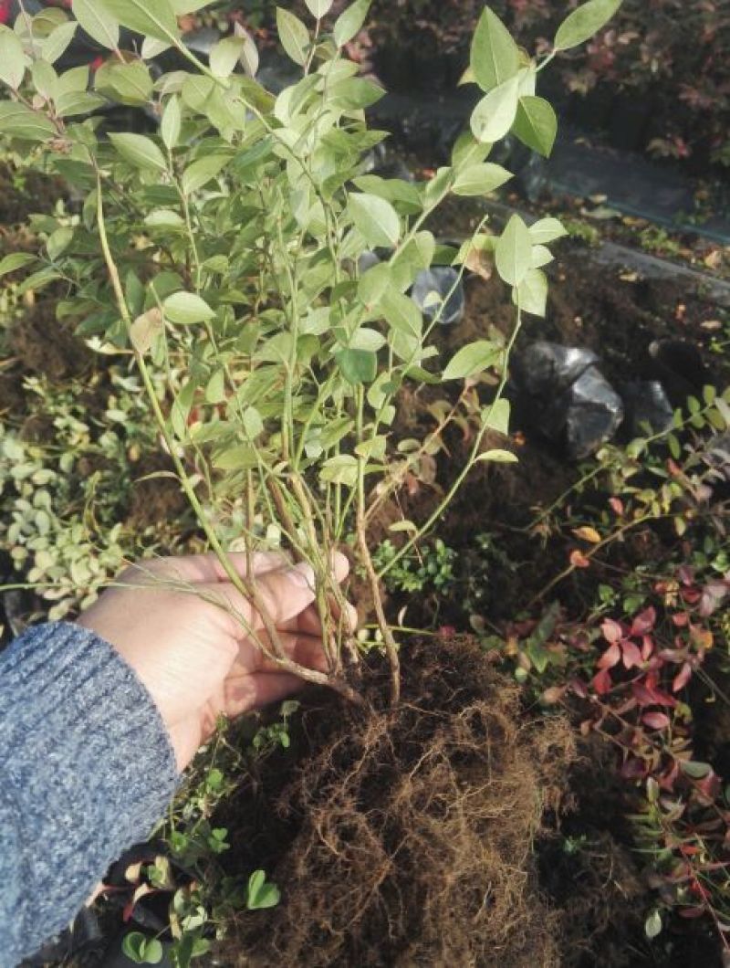蓝莓苗0.5~1年10cm以下优瑞卡蓝莓苗