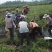 蓝莓苗0.5~1年10cm以下优瑞卡蓝莓苗