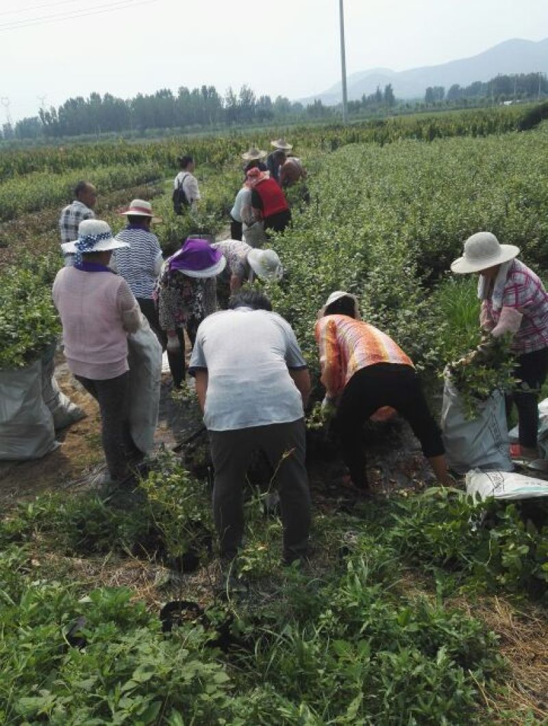 蓝莓苗0.5~1年10cm以下优瑞卡蓝莓苗