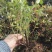 蓝莓苗0.5~1年10cm以下优瑞卡蓝莓苗