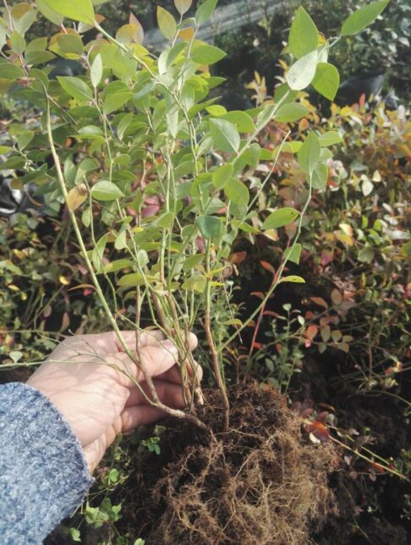 蓝莓苗0.5~1年10cm以下优瑞卡蓝莓苗