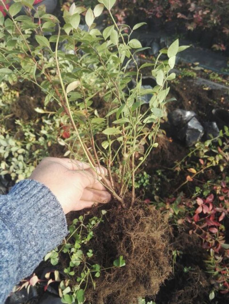 蓝莓苗0.5~1年10cm以下优瑞卡蓝莓苗