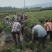 蓝莓苗0.5~1年10cm以下优瑞卡蓝莓苗