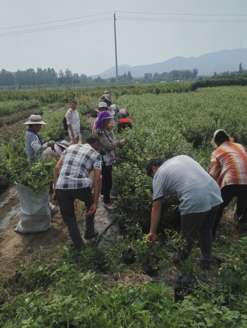 蓝莓苗0.5~1年10cm以下优瑞卡蓝莓苗