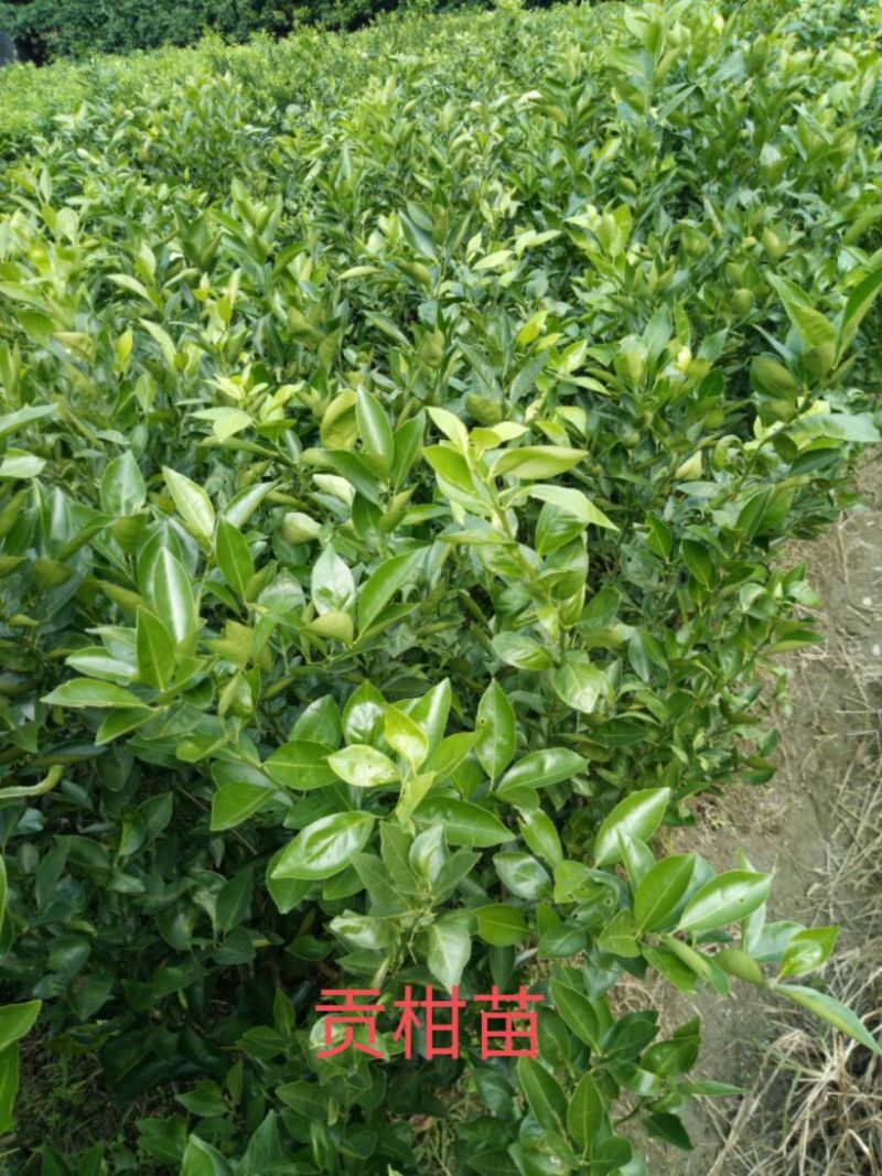好苗不等人，皇帝柑苗50~80cm大量上市中，欢迎采购