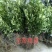 好苗不等人，皇帝柑苗50~80cm大量上市中，欢迎采购