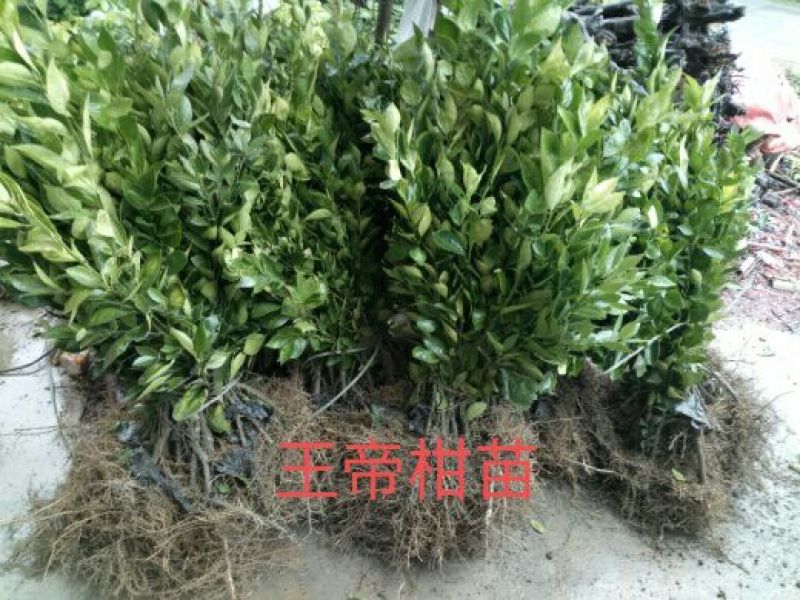 好苗不等人，皇帝柑苗50~80cm大量上市中，欢迎采购
