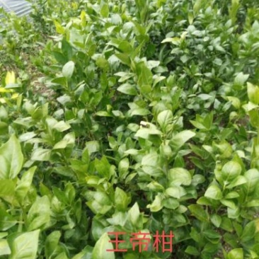 好苗不等人，皇帝柑苗50~80cm大量上市中，欢迎采购