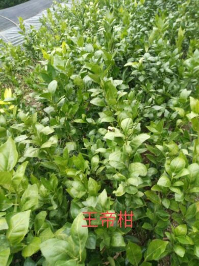 好苗不等人，皇帝柑苗50~80cm大量上市中，欢迎采购