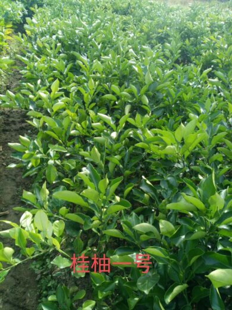 放心苗供应，桂柚1号苗，淳朴容县人，只卖放心苗
