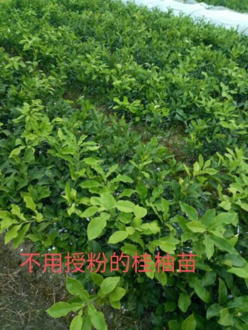 放心苗供应，桂柚1号苗，淳朴容县人，只卖放心苗