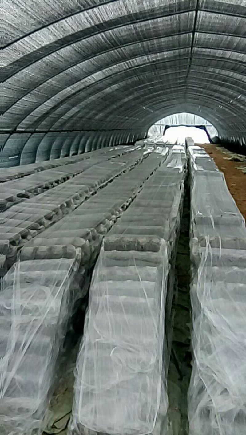 808香菇棒18*60公分
