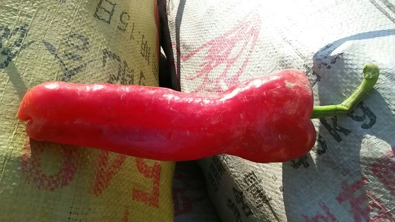 薄皮椒﹥20厘米中辣红