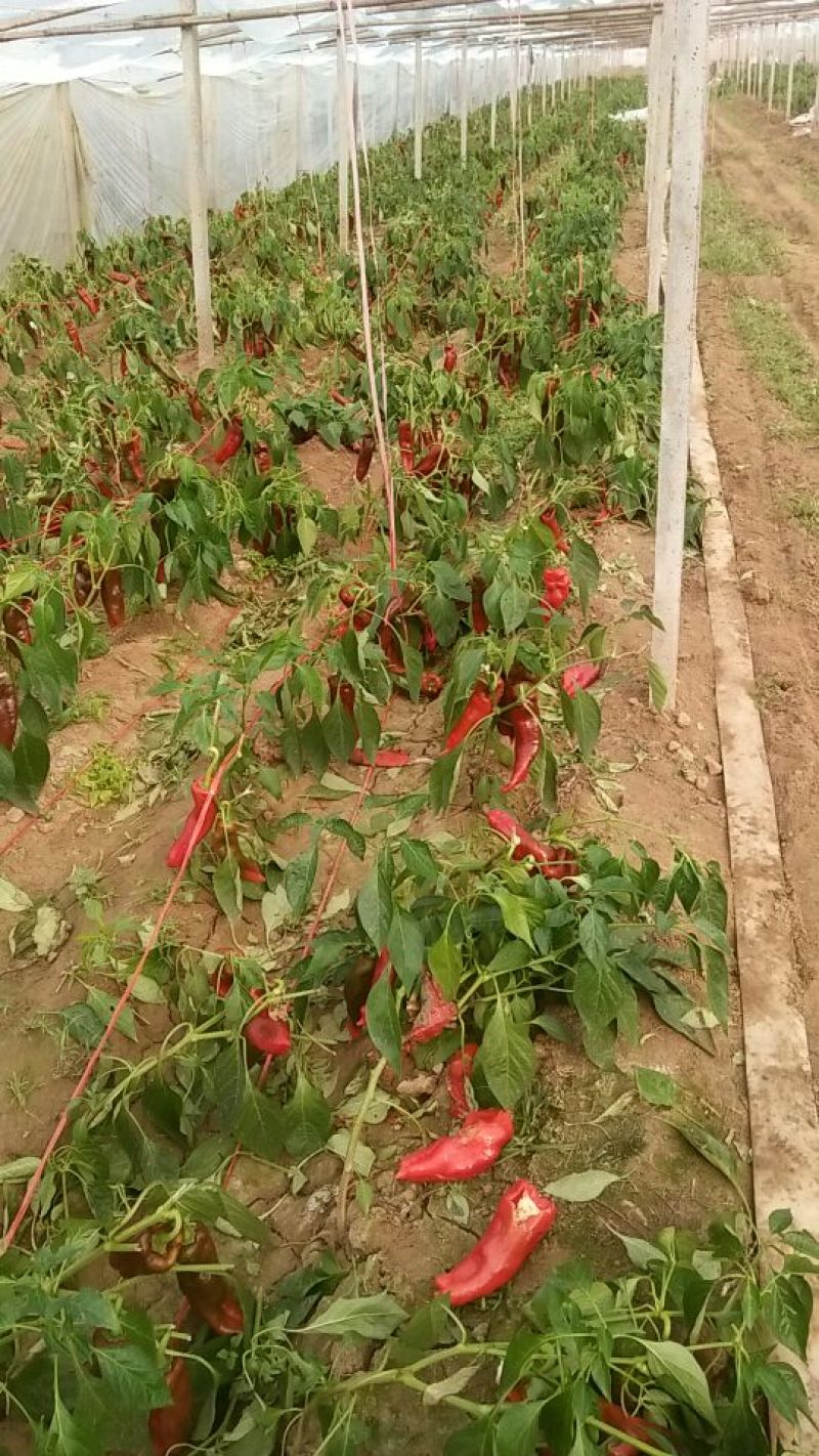 薄皮椒﹥20厘米中辣红