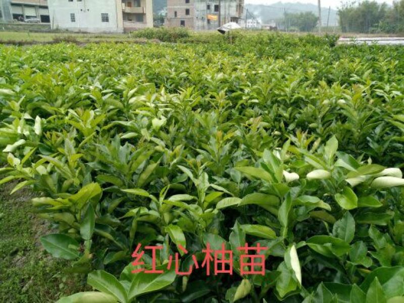 品种纯正，正宗红心蜜柚苗1cm以上0.5~0.8m