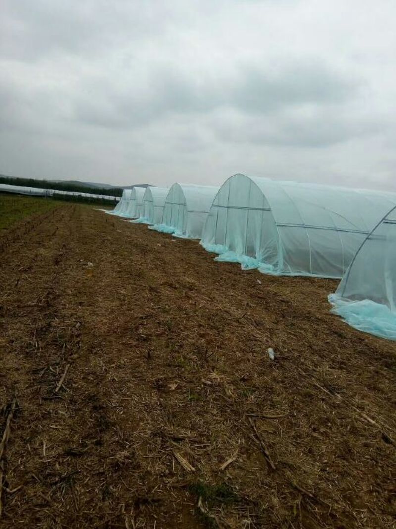 808香菇棒18*60公分
