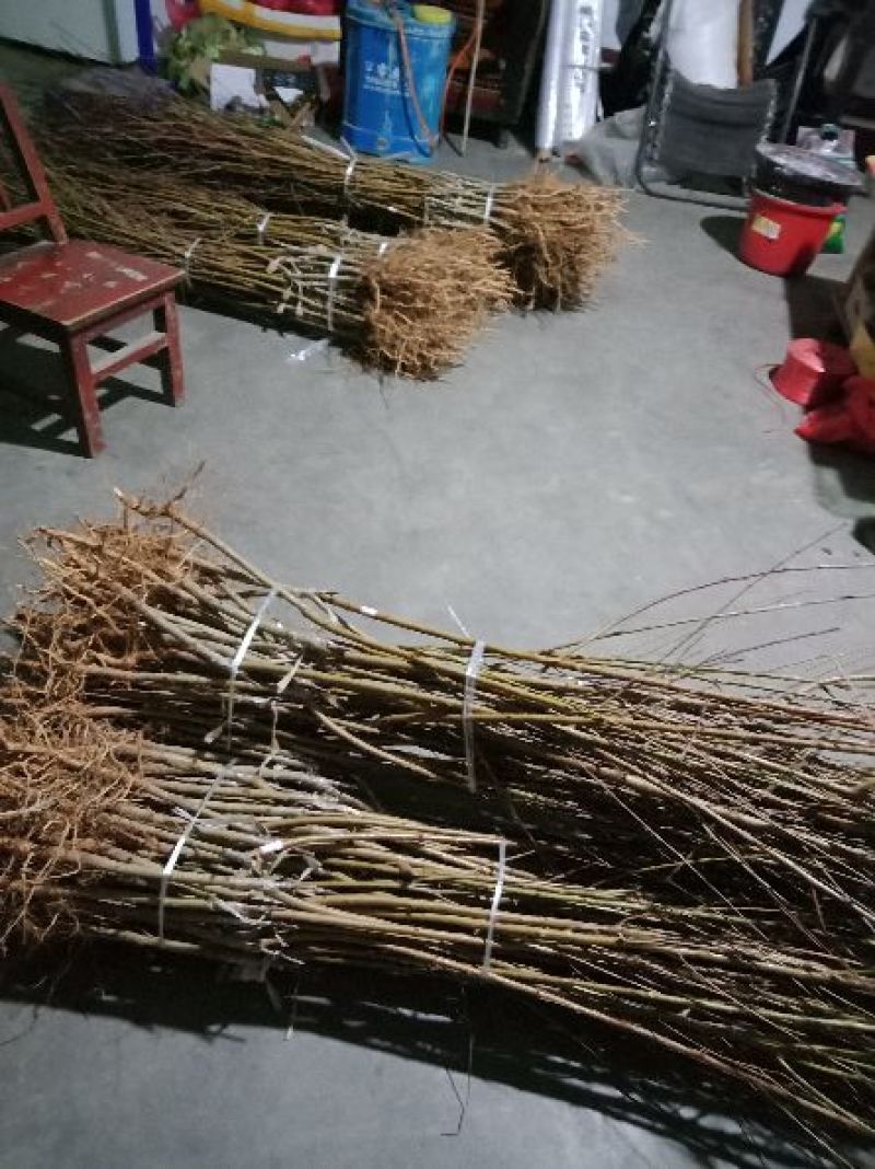 中油蟠7号桃树苗60~70cm