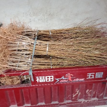 中油蟠7号桃树苗60~70cm
