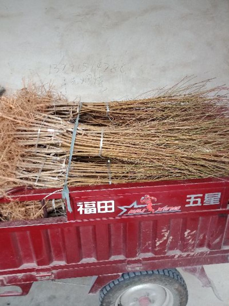 中油蟠7号桃树苗60~70cm