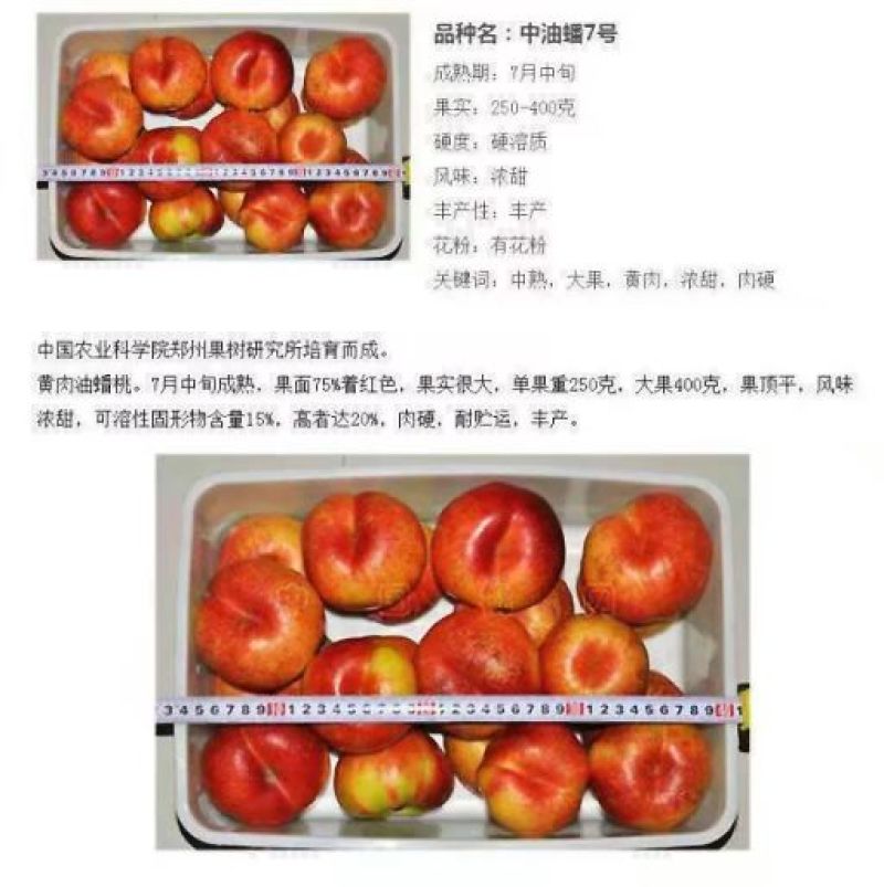 中油蟠7号桃树苗60~70cm