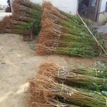 血桃苗60~70cm