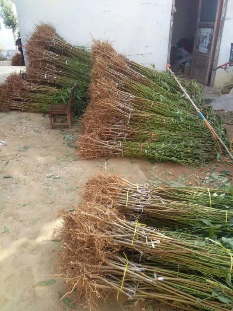 血桃苗60~70cm