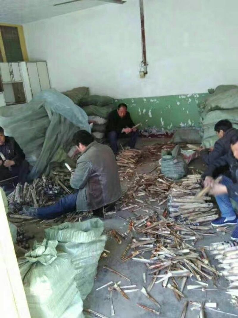 黑甘蔗苗4~7牙