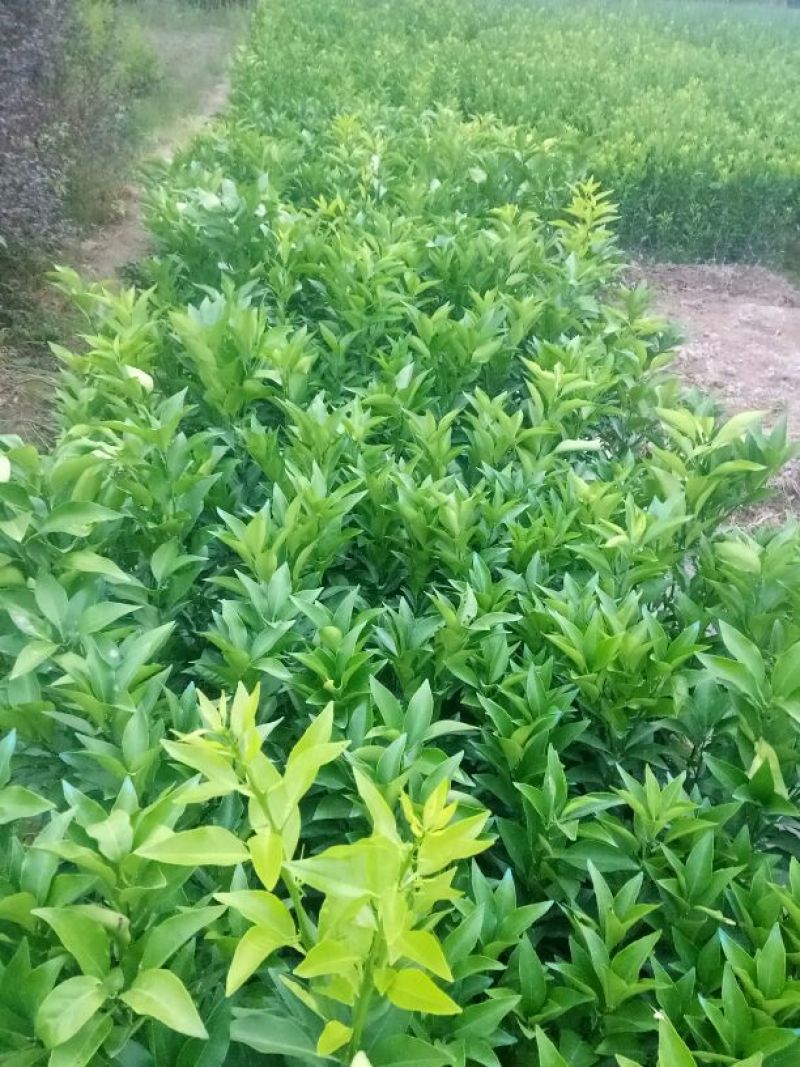 南丰蜜桔苗30~50cm