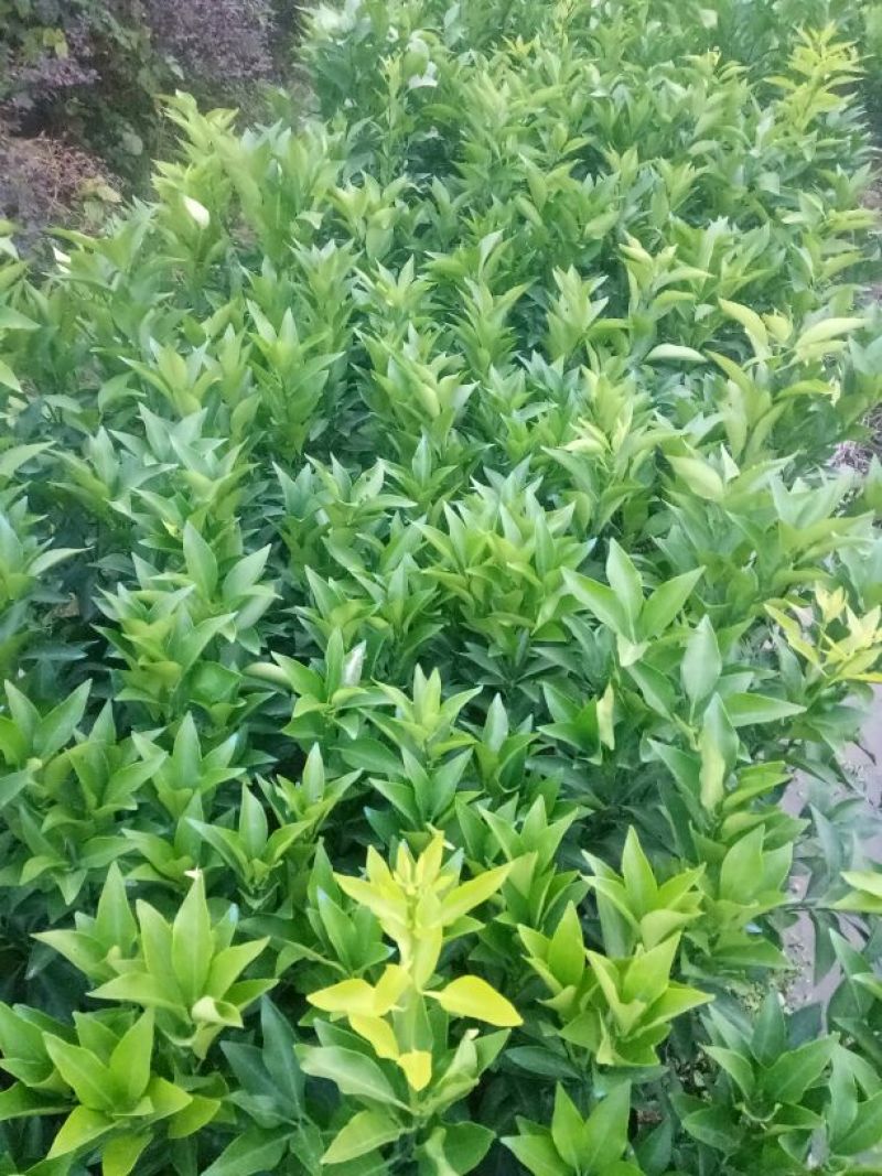 南丰蜜桔苗30~50cm