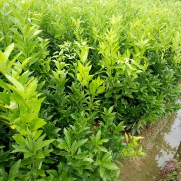 南丰蜜桔苗30~50cm