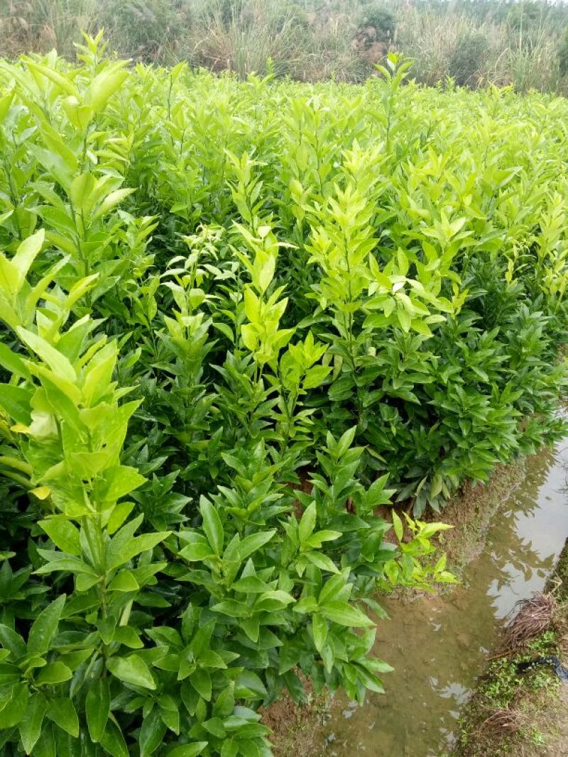 南丰蜜桔苗30~50cm