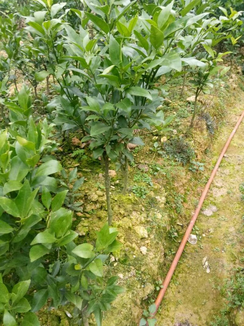柑桔苗30~50cm
