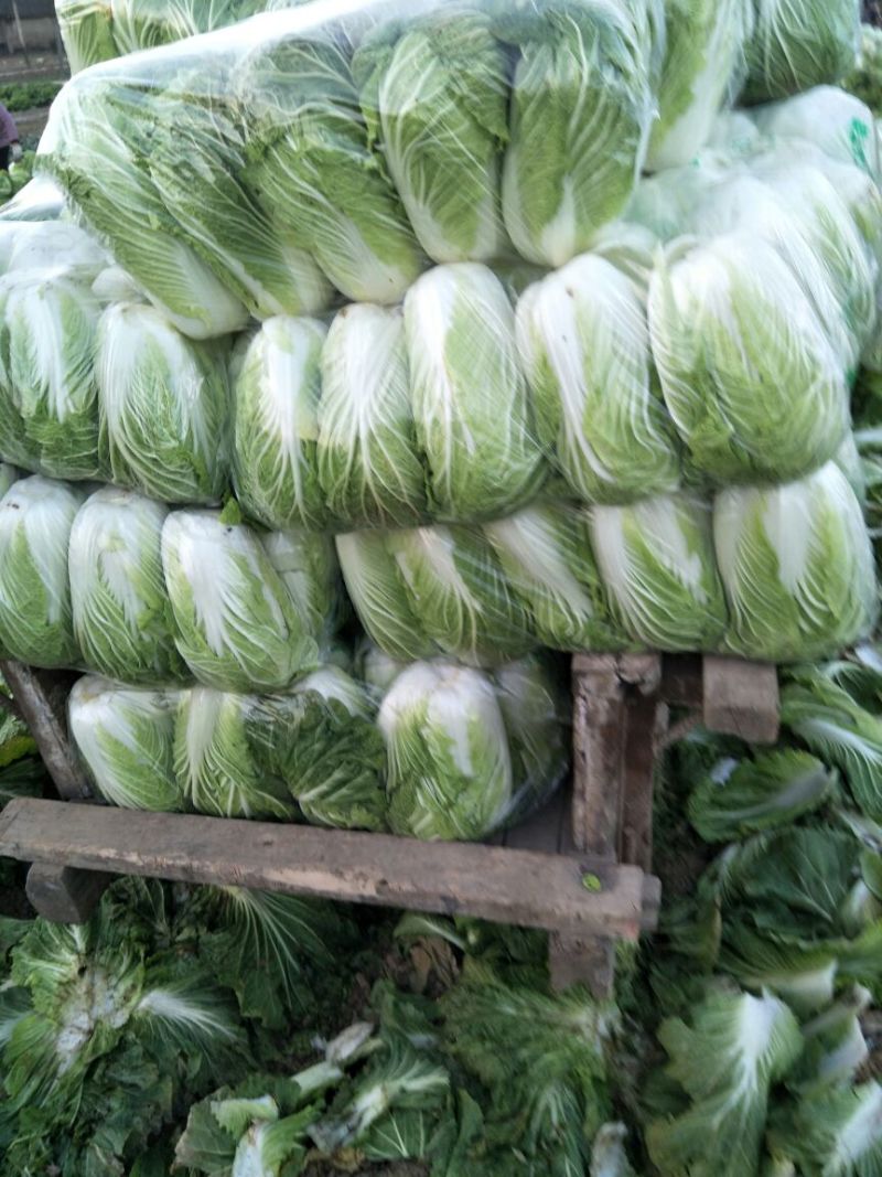 傲雪爱春白菜颜色绿！3~5斤每颗黄心白菜！质量杠杠滴！